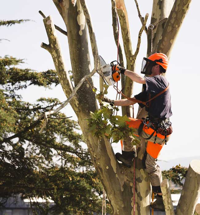 Living Legacy Tree Care Arborist Services